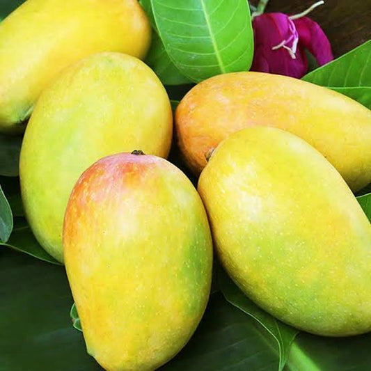 Multani DUSEHRI Mango